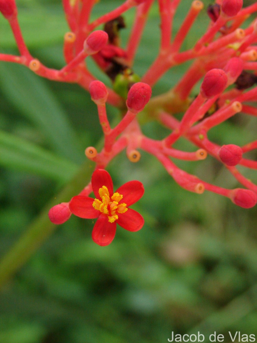 Jatropha multifida L.